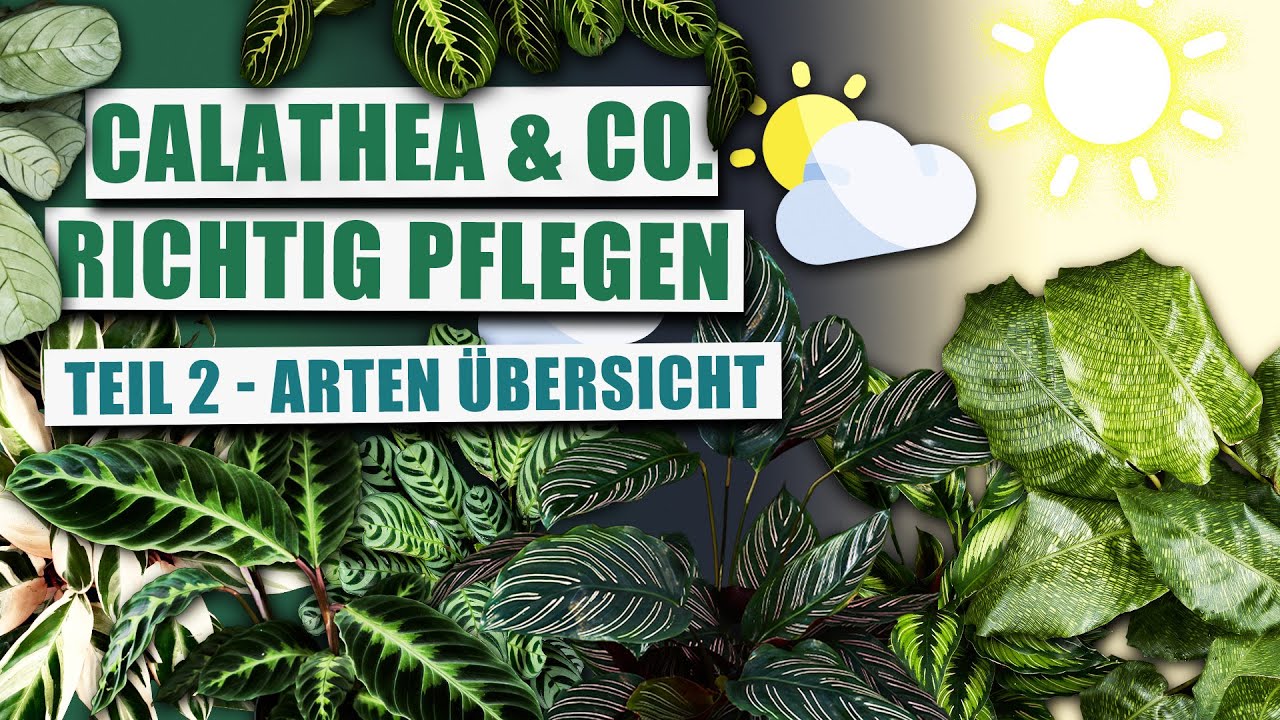 Maranta, Calathea & Co. - Arten für jeden Standort (Teil 2)