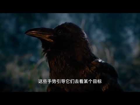 超高智商的烏鴉究竟有多可怕？善於使用工具、能記住仇人壹輩子 #奇聞趣事 #泛知識