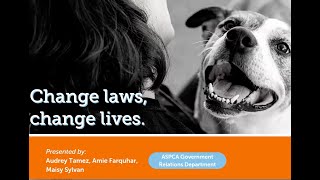 Become an ASPCA Advocacy Volunteer!