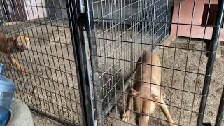 Mayday X Machobuck Dogskennel Project Part 2