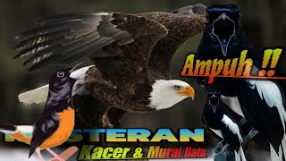 Suara Burung Elang - Masteran Untuk Burung Kacer & Murai Batu || Auto Juara 