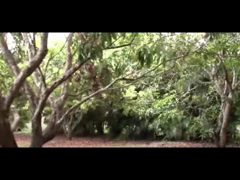 Amazing 60 Year Old Mango Grove with Other Fruit Trees Also