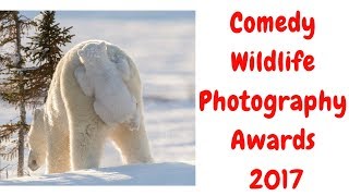 Comedy Wildlife Photography Awards 2017 by Animal Kingdom 88 views 6 years ago 6 minutes, 41 seconds