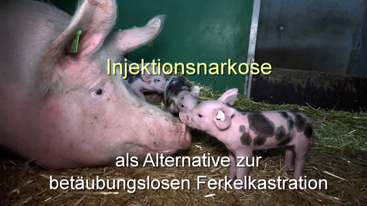 Azaperon Injektionsnarkose mit Ketamin und Azaperon - YouTube