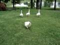 Attack of the Geese