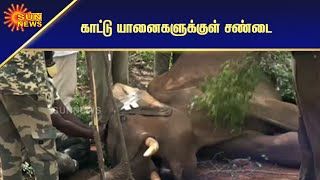 மேட்டுப்பாளையம் அருகே காட்டுயானை உயிரிழப்பு | Wild elephant death near Mettupalayam | Sun News