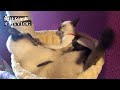 CATS FIGHT 👊 Old Siamese VS  Modern Siamese kitten の動画、YouTube動画。