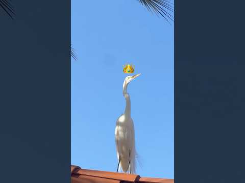 Why is there an Egret on our roof?