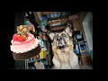 ► Joyeux Anniversaire Friska 🎉🎂 ce chien fête ses 9 ans !