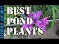 Best Pond Plants To Reduce Algae and Clear Green Water