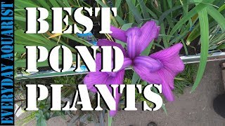 Best Pond Plants To Reduce Algae and Clear Green Water
