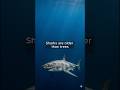 Sharks Existed Before Trees #shorts