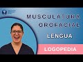 Musculatura Orofacial - Lengua | Logopedia