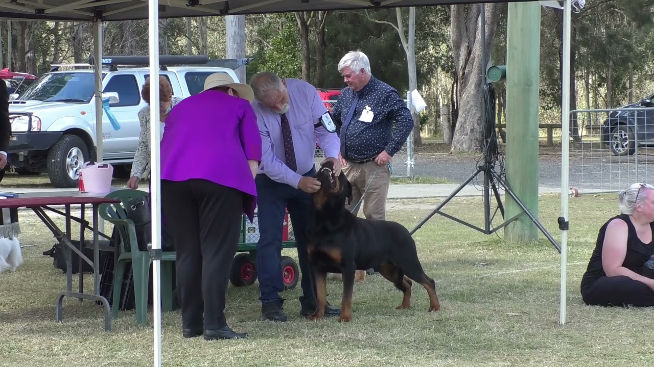 02 Oct 21 Beaudesert KC Champ Show