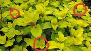 A planta mais cheirosa do mundo(qual é seu nome?) - thptnganamst.edu.vn