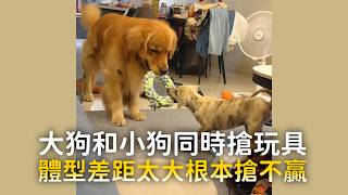 大狗和小狗同時搶玩具　體型差距太大根本搶不贏｜#寵物雲