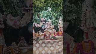 Iskcon Temple Vrindavan Radha Shyam Sundar Darshan #shorts#vedio