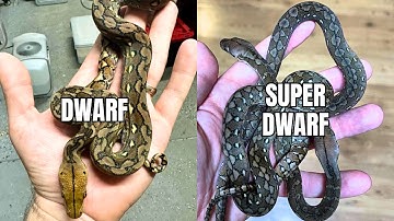 Dwarf & Super Dwarf Reticulated Python Localities