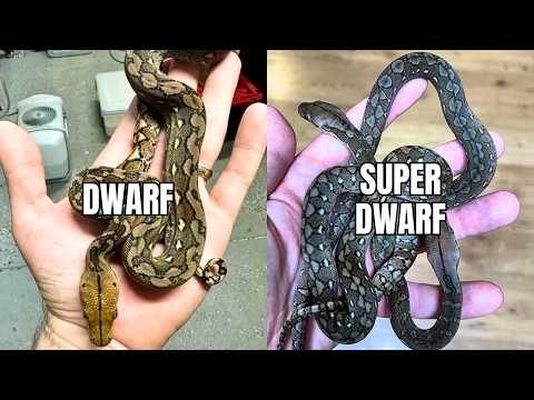 Dwarf & Super Dwarf Reticulated Python Localities