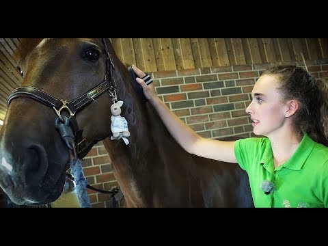 Rebeccas Tipps für Reiteinsteiger: Pferde putzen