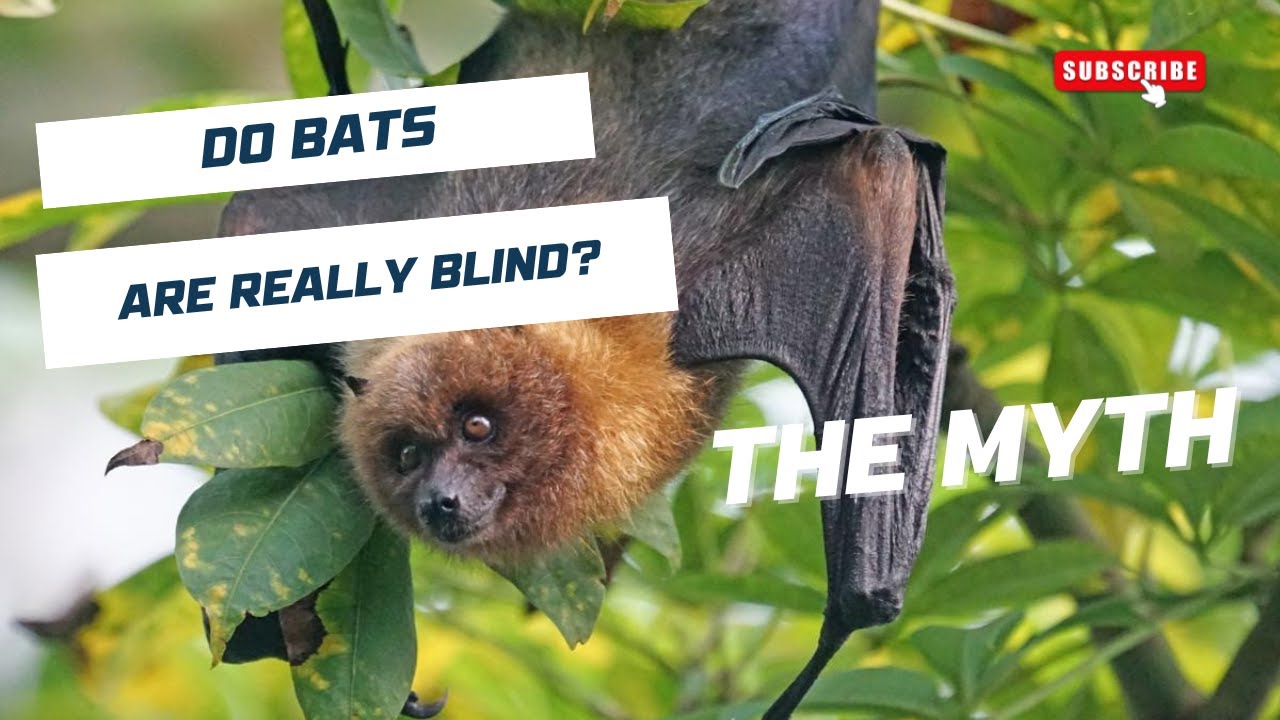 Are Bats Really Blind? The Truth About Popular Animal Myths - YouTube