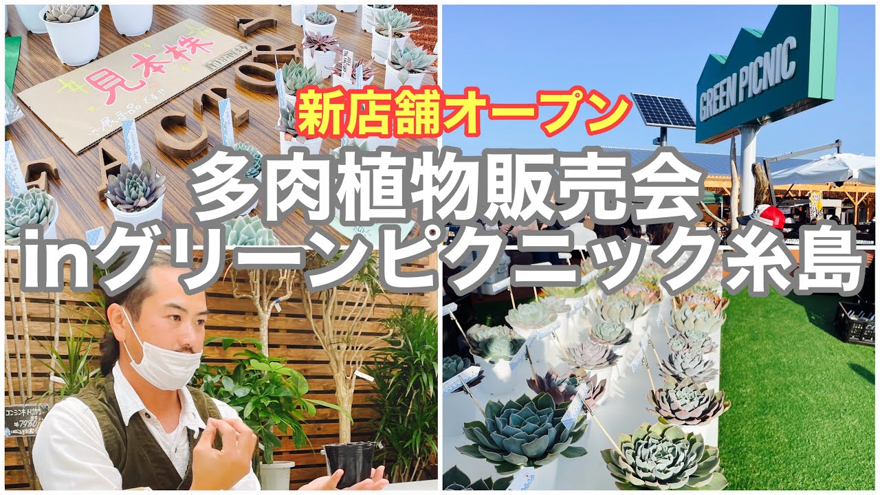 【多肉販売会】グリーンピクニック糸島さんでウキウキ販売会