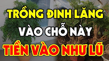 Nghèo Đến Mấy Cứ Trồng Cây ĐINH LĂNG Ở 2 Chỗ Này Sẽ HÚT TÀI LỘC VÀO NHÀ, Tiền Vàng Ùn Ùn Kéo Đến