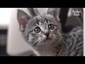 Employees Might Get Fired Because Of This Innocent Looking Kitten, Because.. | Kritter Klub