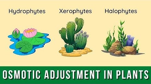 Osmotic Adjustments in plants