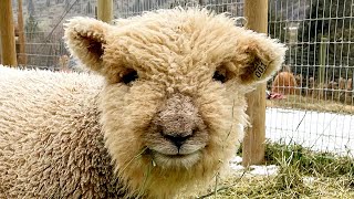 Cute animals | raising Babydoll Sheep | farm life & homesteading