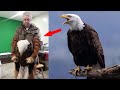 An eagle flew to the veterinary hospital every day, everyone was shocked when they found out why