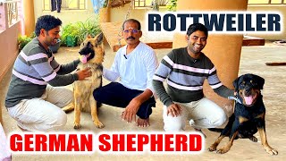 German Shepherd and Rottweiler Dogs