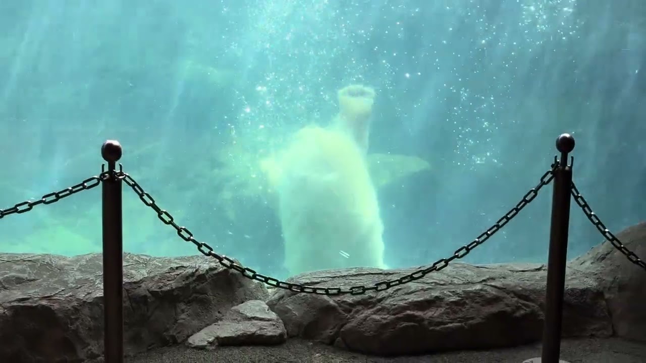 八木山動物公園   ホッキョクグマ   🐻‍❄️うみ 🐻‍❄️そら 🐻‍❄️ポーラ