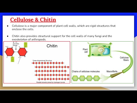 Video: Waarom is chitine sterker dan cellulose?
