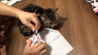 爪切りのときはお利口さんな子猫