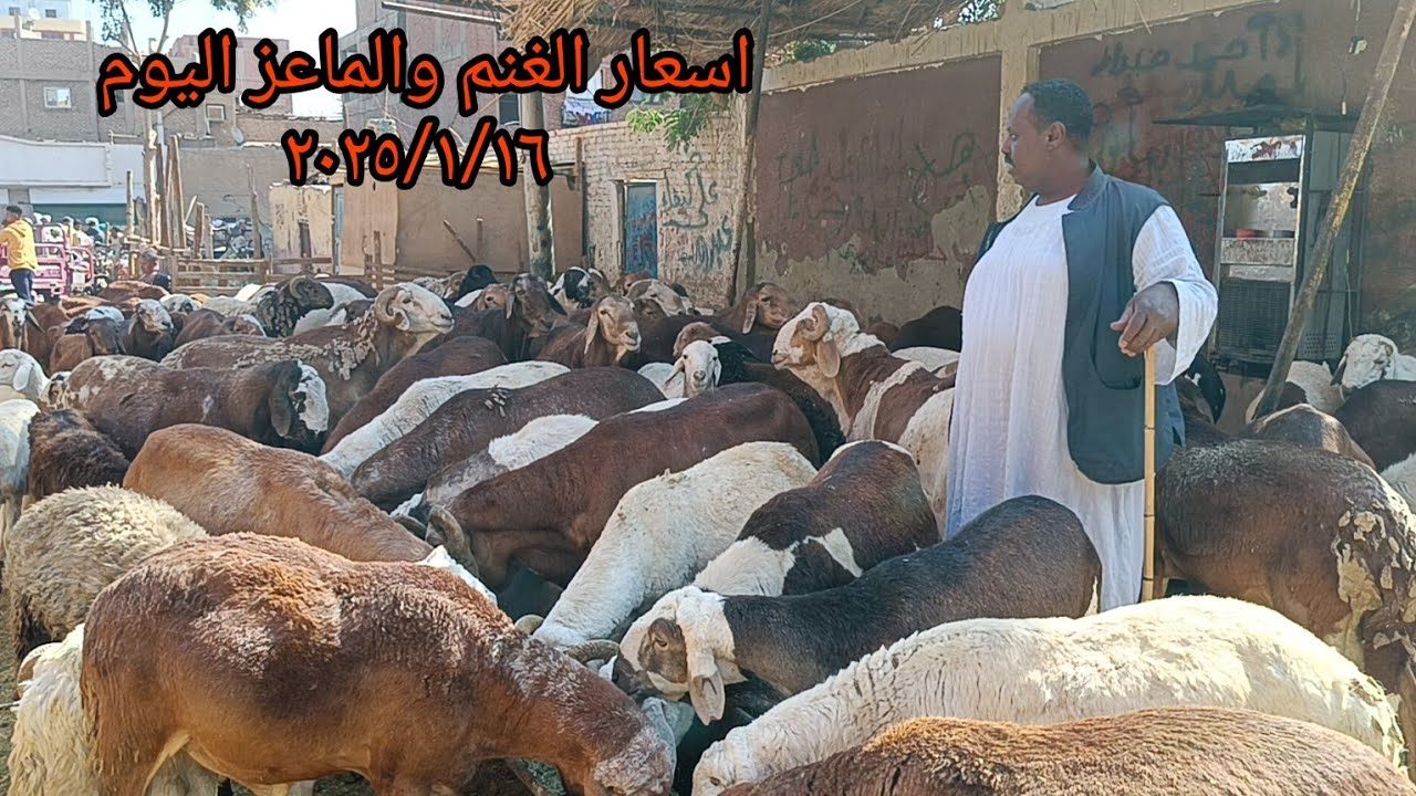 اسعار الغنم والماعز داخل سوق الخميس بمحافظة أسوان اليوم ٢٠٢٥/١/١٦ سوق المحافظة