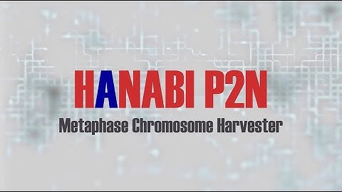 HANABI P2N video