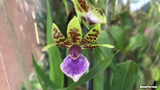 картинка: ОБИ Пулково, СПБ. ОРХИДЕИ и всякое другое в садовом отделе.