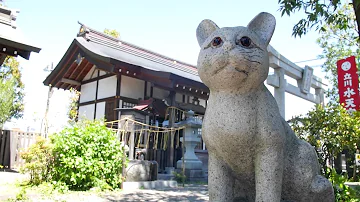 Why is Japan obsessed with cats?