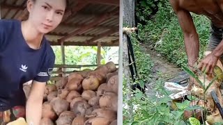 Skill Buka Kelapa yang super Cepat