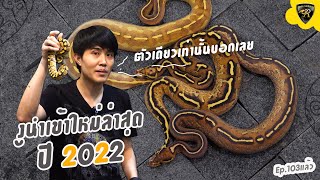 งูบอลนำเข้าใหม่ต้นปี 2022 l Reality Ball Python  EP.103