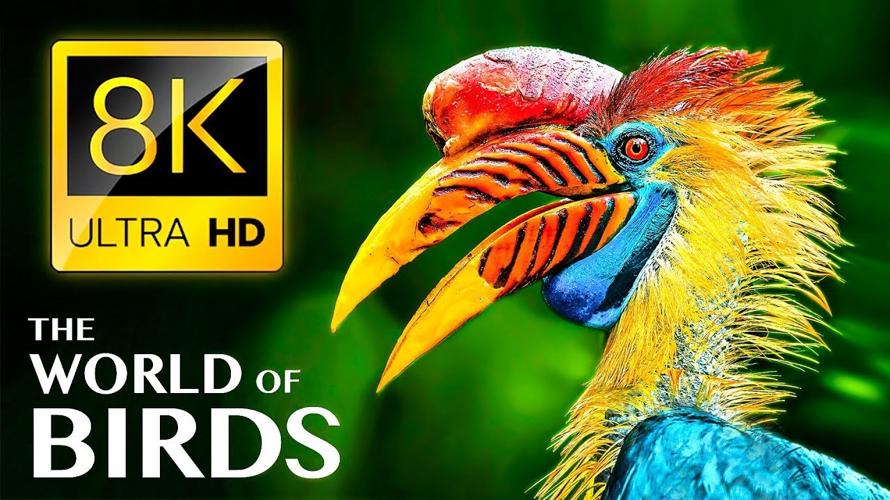 THE MOST BEAUTIFUL BIRDS COLLECTION IN 8K ULTRA HD🦜🦅🕊️