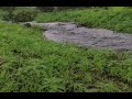 اغنية زهر ومريشة زهري لا كنتي وردة فيدي نقطرك بدون حقوق الطبع والنشر اغنية زهر ومريشة زهري لا كنتي وردة فيدي نقطرك بدون حقوق الطبع والنشر