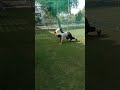 workout in Canada Embassy in India #personal training in Canada Embassy #Animal flow #beer walk arms