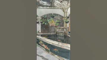 Kết quả , của Hồ koi 10 m3 .sau 1 ngày được lắp modun Drum filter tích hợp hệ thống lọc / CƯỜNG MTC