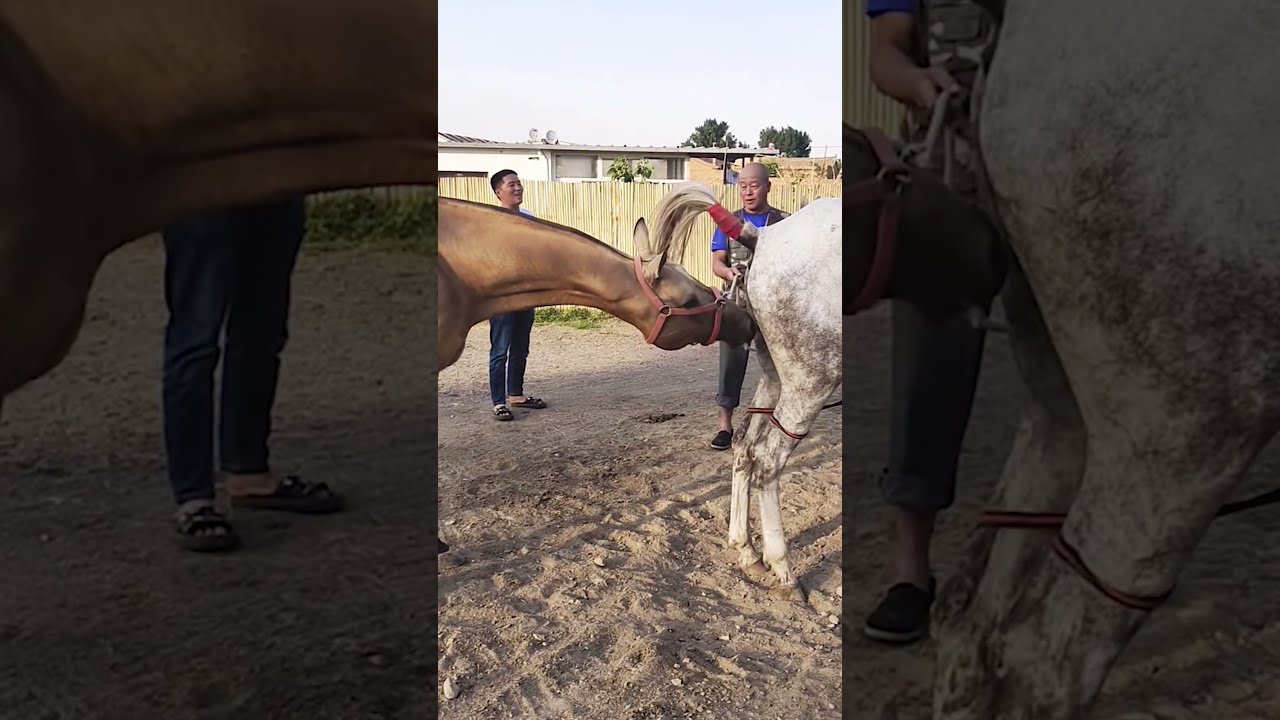 1 HOUR of HAPPY HORSES to Make Your Day Better!