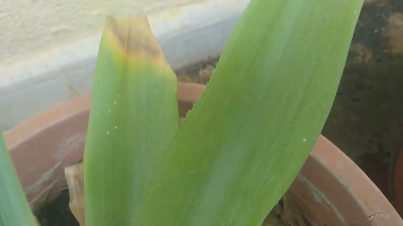 آخر تطورات لي شتلات الأناناس في الجزائر جزء ثاني 