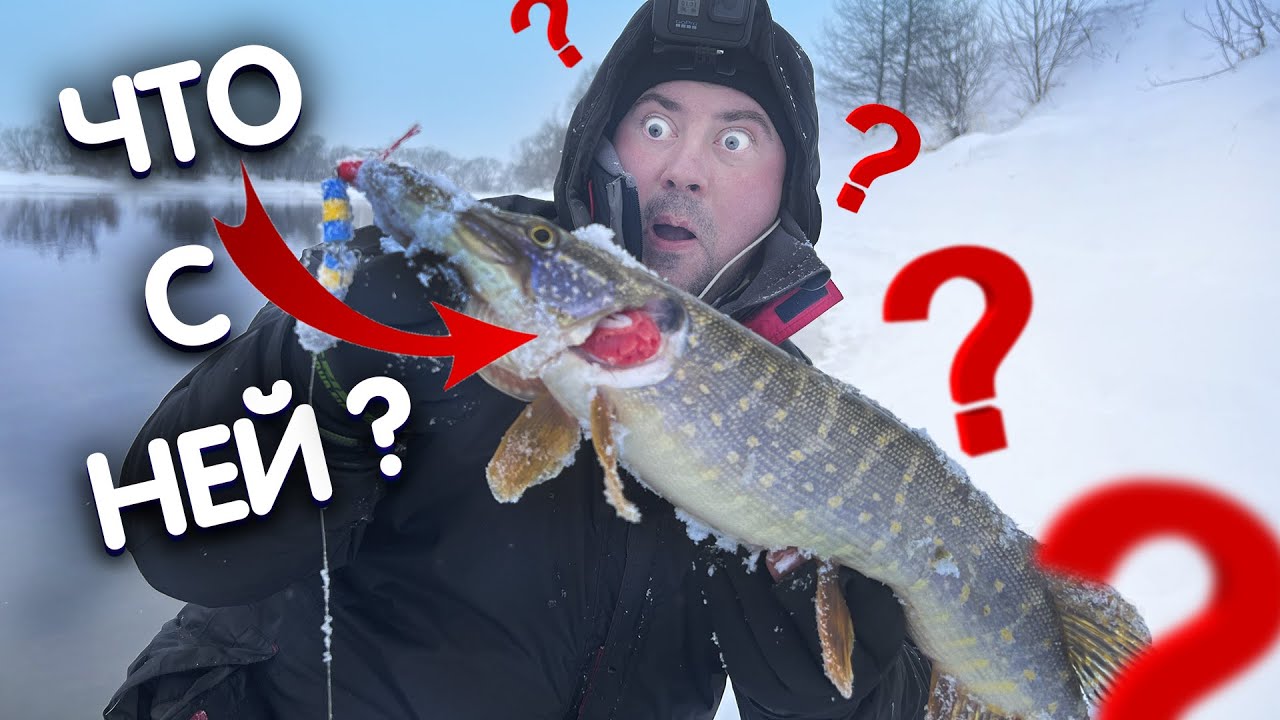 Вот что значит ВЫХОД РЫБЫ! Зимний СПИННИНГ на Москва реке. Ловля щуки, судака на спиннинг. Бронницы