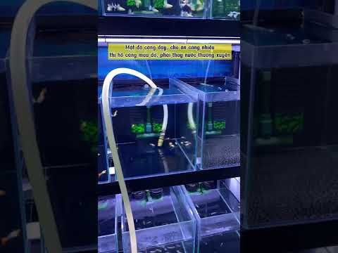 Video Tần suất thay nước hồ cá như thế nào? - youtube