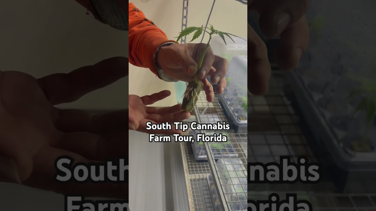 South Tip Cannabis Farm Tour with tasting for $15 dollars in Homestead, Florida 